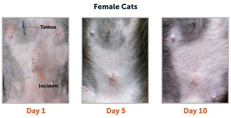 Spay Incision Cat Wound Healing Stages Pictures